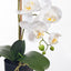 2 x Orchid Phalaenopsis in Pot
