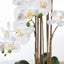 1 x Orchid Phalaenopsis in Vase