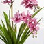 2 x Orchid Ascocenda in Pot