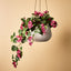 Bougainvillea Hanging Bush