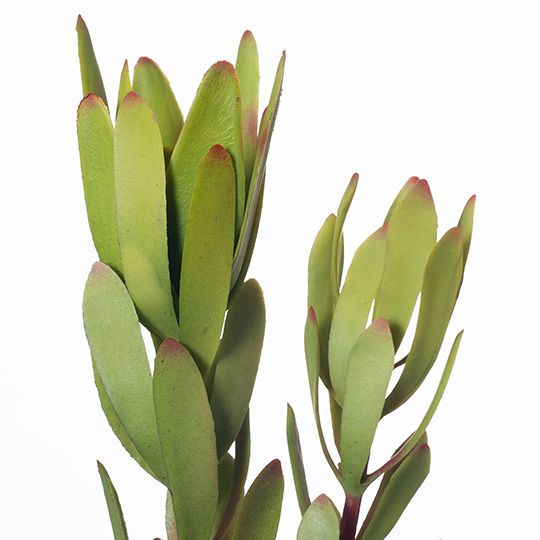 12 x Protea Leucadendron