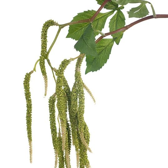 12 x Amaranthus Spray