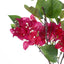 12 x Bougainvillea
