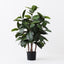 2 x Rubber Tree