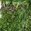 2 x Fern Lush Mixed Vertical Garden (UV)