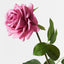12 x Rose Hannah