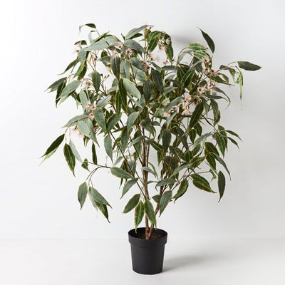 1 x Eucalyptus Flowering Plant