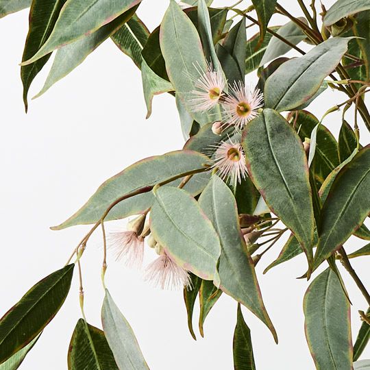 1 x Eucalyptus Flowering Plant