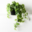 4 x Pothos Marble Hanging Bush in Pot