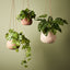 4 x Pothos Marble Hanging Bush in Pot