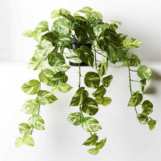 2 x Pothos Marble Hanging Bush in Pot