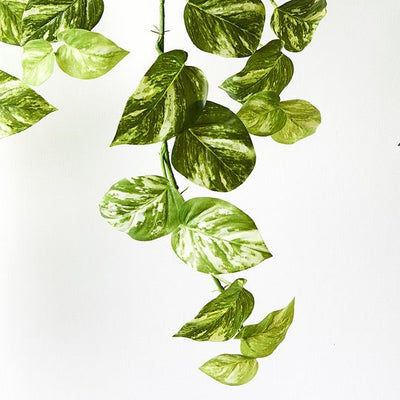 2 x Pothos Marble Hanging Bush in Pot