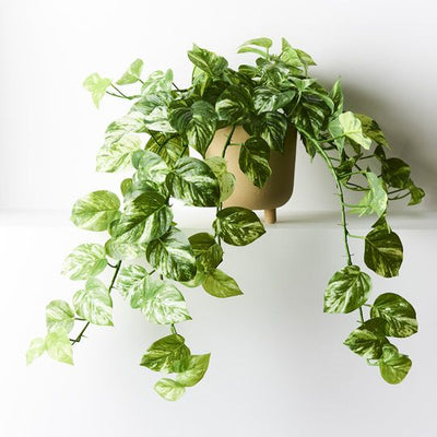 2 x Pothos Marble Hanging Bush in Pot