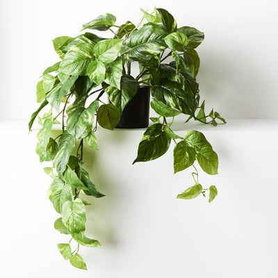 2 x Pothos Hanging Bush in Pot