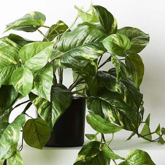 2 x Pothos Hanging Bush in Pot