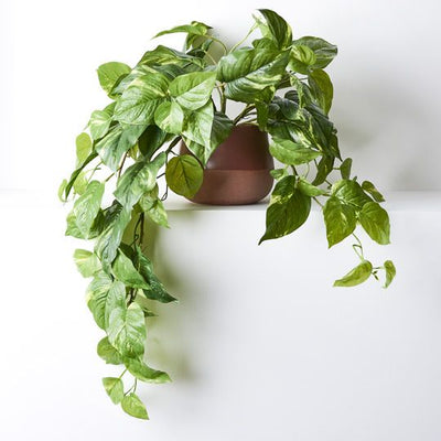 2 x Pothos Hanging Bush in Pot