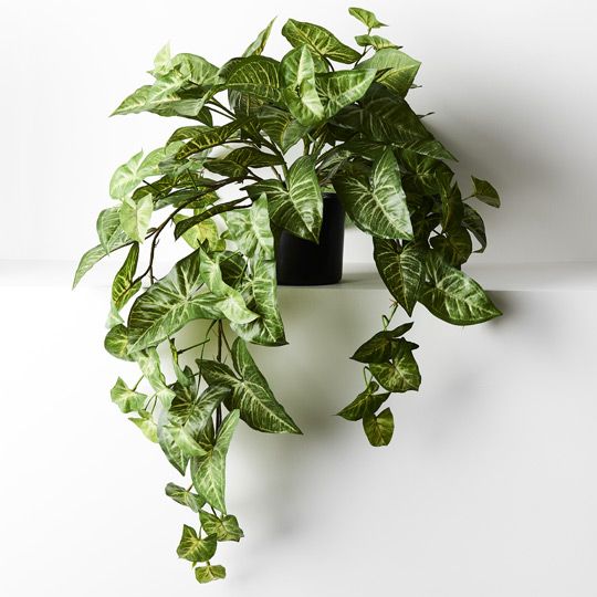 2 x Syngonium Hanging Bush in Pot