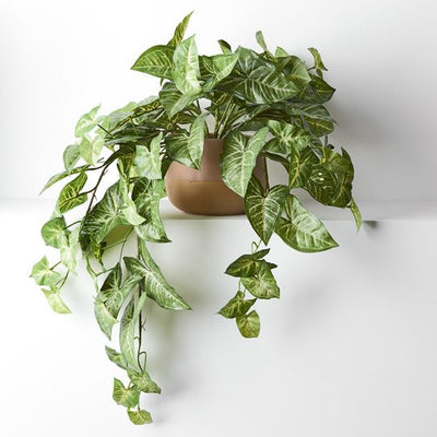 2 x Syngonium Hanging Bush in Pot