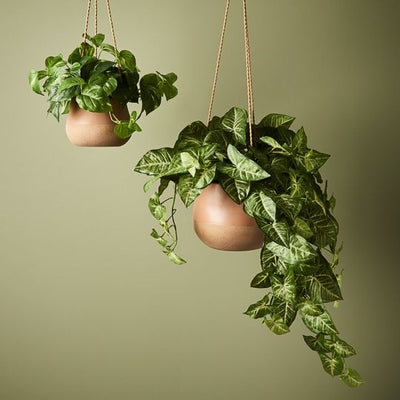 2 x Syngonium Hanging Bush in Pot