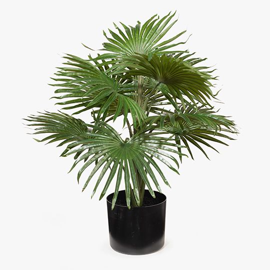 2 x Palm Fan Plant