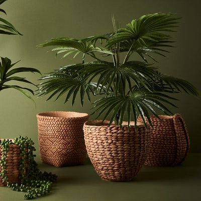 2 x Palm Fan Plant