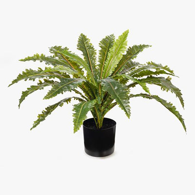 2 x Fern Asplenium Plant