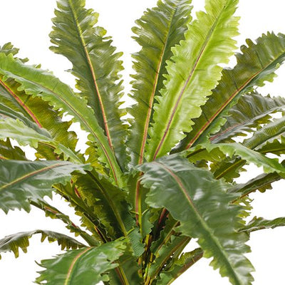 2 x Fern Asplenium Plant