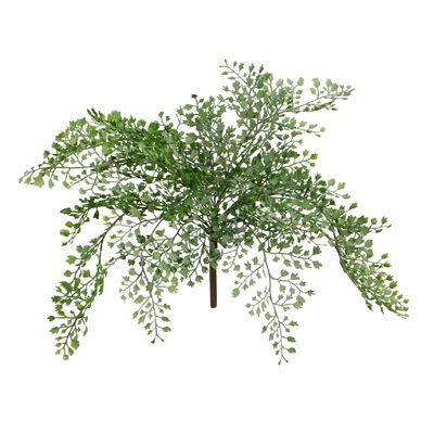 Fern Maidenhair Bush Pack of 12