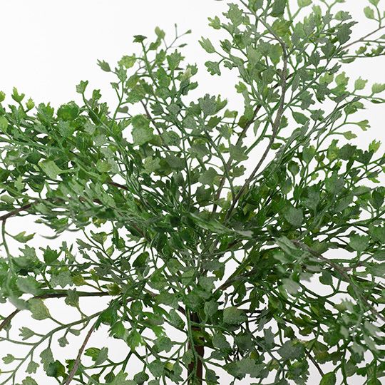 Fern Maidenhair Bush Pack of 12