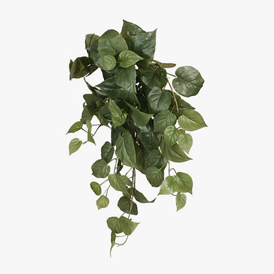 6 x Philodendron Hanging Bush