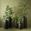 Philodendron Hanging Bush (Set of 6)