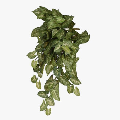 6 x Syngonium Hanging Bush