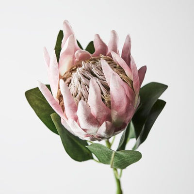 Protea King Pack of 12