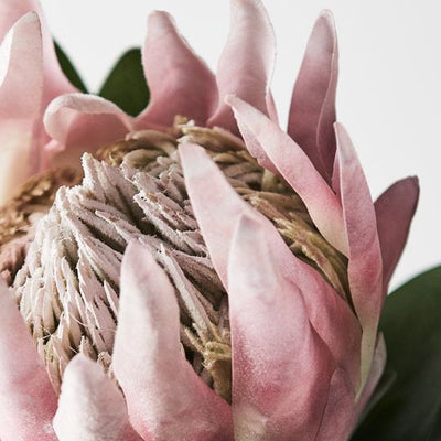 Protea King Pack of 12