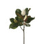 6 x Magnolia Bud & Foliage