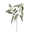 12 x Eucalyptus Tetragona Spray