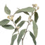 12 x Eucalyptus Tetragona Spray