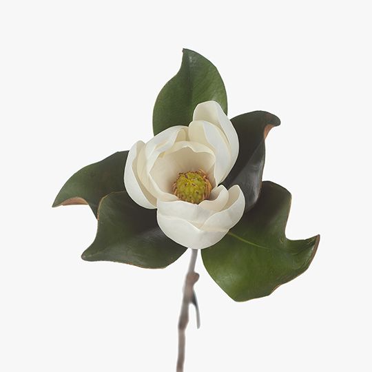 Magnolia Pack of 12