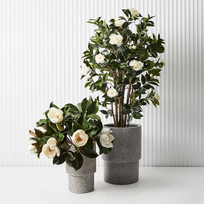 Magnolia Pack of 12