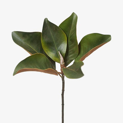 Magnolia Foliage Pack of 12