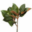 12 x Magnolia Foliage