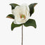 Magnolia Pack of 6