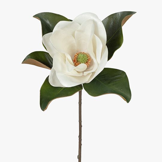 Magnolia Pack of 6