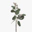 Eucalyptus Tetragona Pack of 24