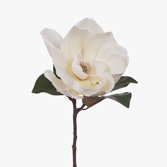 Magnolia Pack of 12