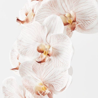 12 x Orchid Phalaenopsis Infused x8