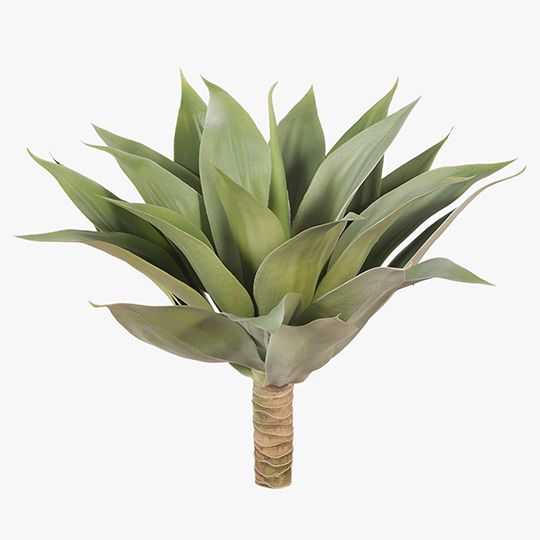 6 x Agave