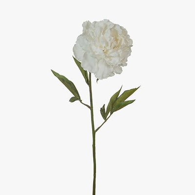 12 x Peony