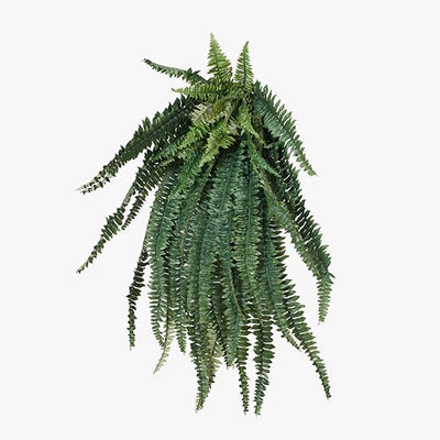 2 x Fern Boston Hanging Bush