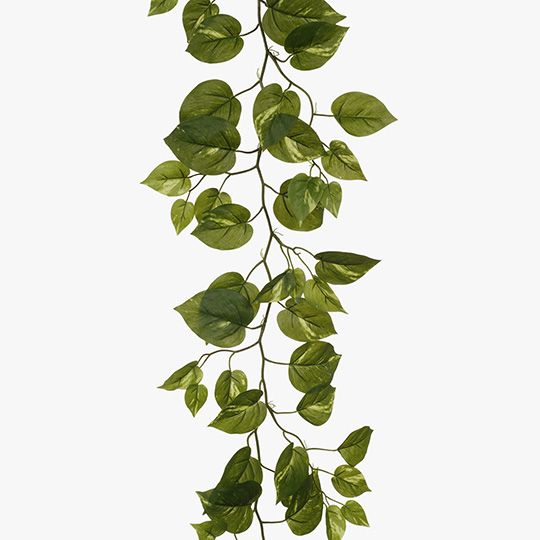 6 x Pothos Garland